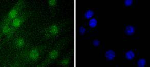 Histone H1.0 Rabbit mAb