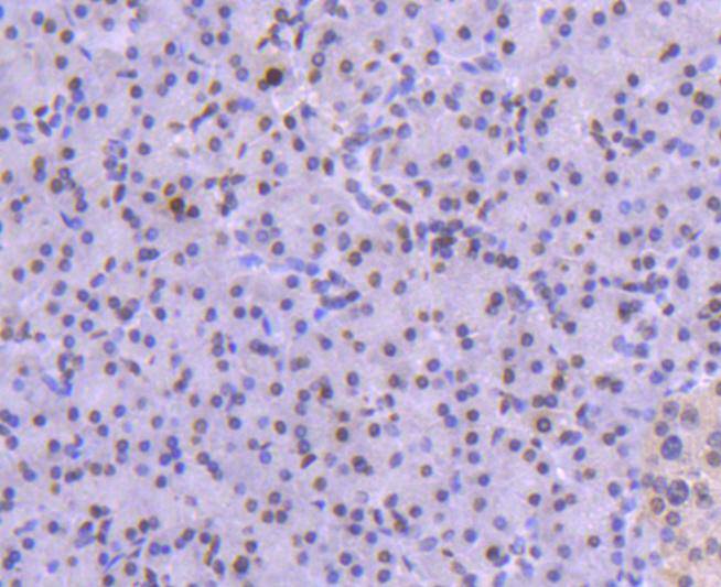 Histone H1.0 Rabbit mAb