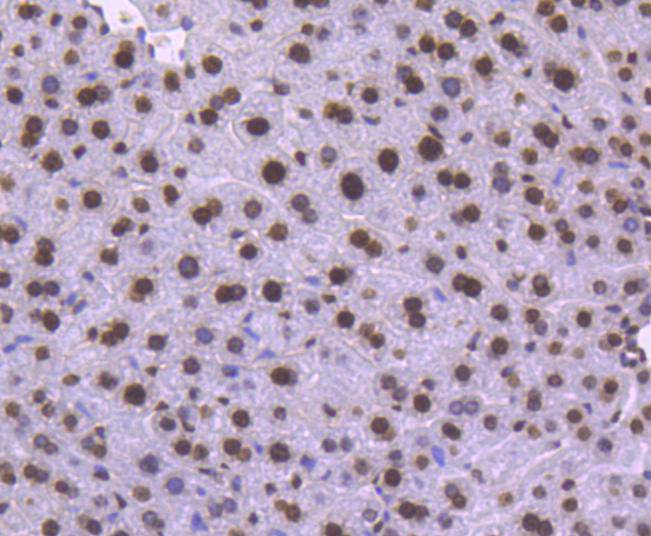 Histone H1.0 Rabbit mAb