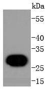 Histone H1.0 Rabbit mAb