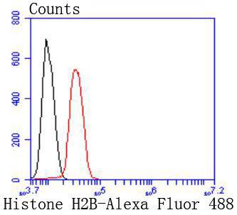 Histone H2B Rabbit mAb