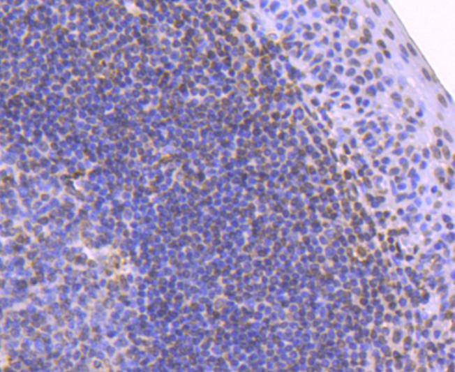 Histone H2B Rabbit mAb