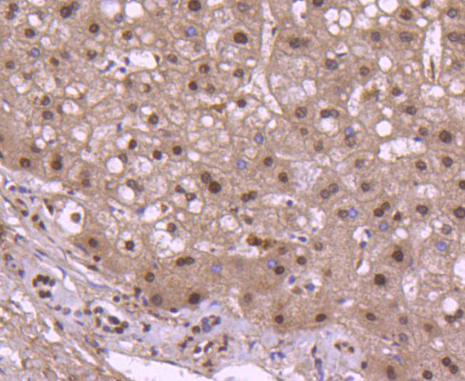 Histone H2B Rabbit mAb