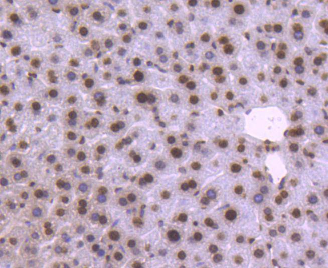 Histone H2B Rabbit mAb