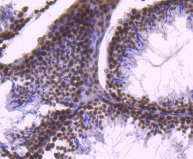 Histone H2B Rabbit mAb