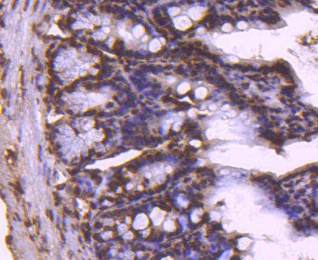 Histone H2B Rabbit mAb