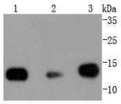 Histone H2B Rabbit mAb