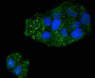 Caspase 5 Rabbit mAb