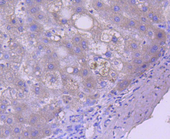 Caspase 5 Rabbit mAb