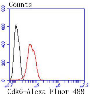 Cdk6 Rabbit mAb