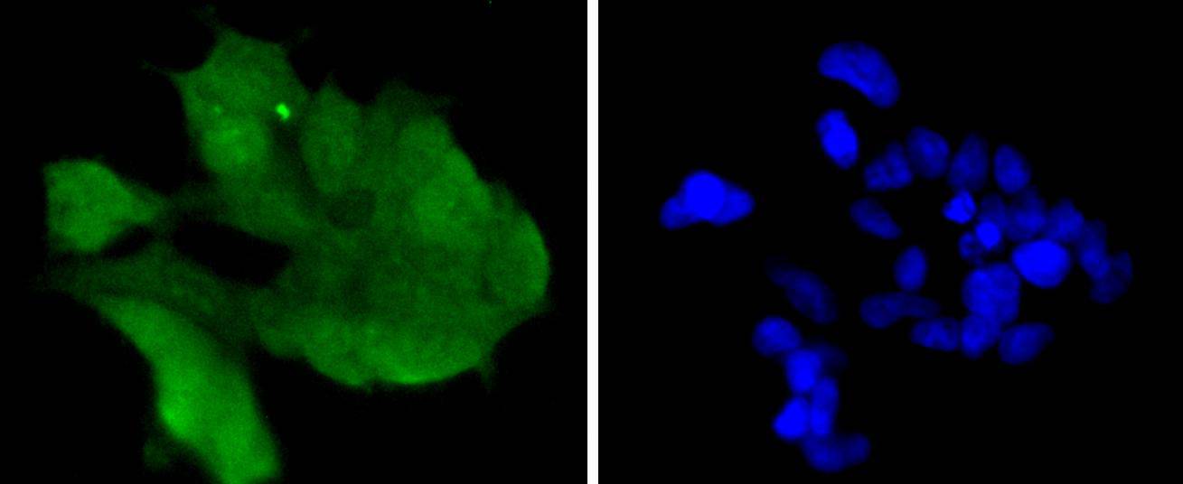 Cdk6 Rabbit mAb