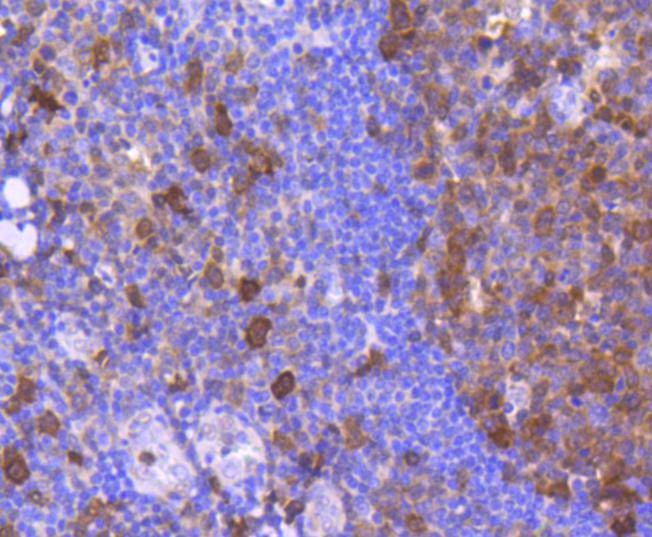 Cdk6 Rabbit mAb