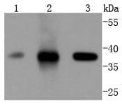 Cdk6 Rabbit mAb