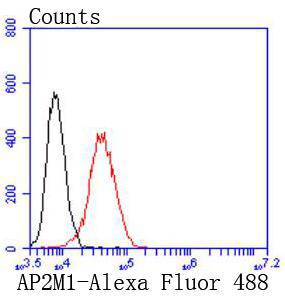 AP2M1 Rabbit mAb