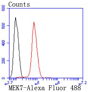 MEK7 Rabbit mAb