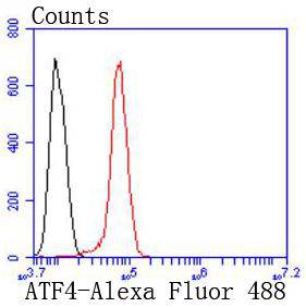 ATF4 Rabbit mAb