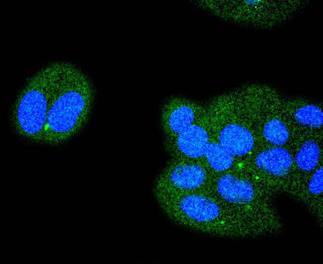 ATF4 Rabbit mAb