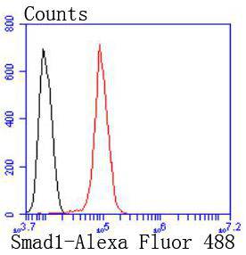 Smad1 Rabbit mAb