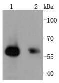 Smad1 Rabbit mAb