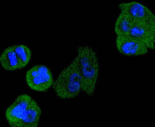 Cyclin D3 Rabbit mAb