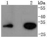 Cyclin D3 Rabbit mAb