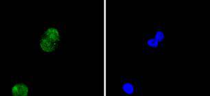 Histone H4 Rabbit mAb