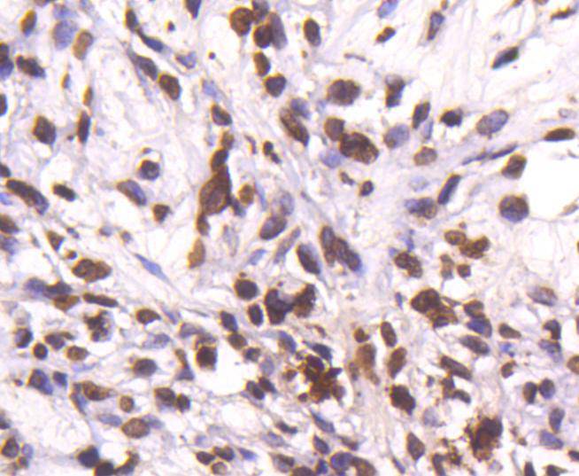 Histone H4 Rabbit mAb