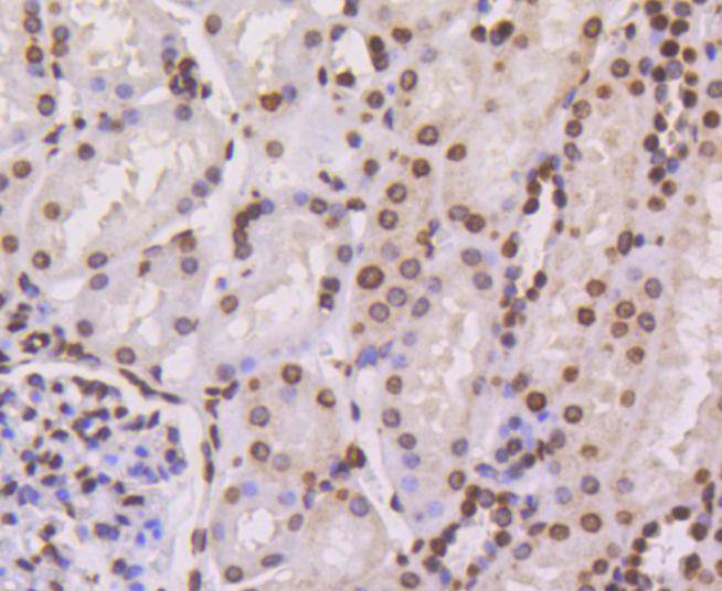 Histone H4 Rabbit mAb