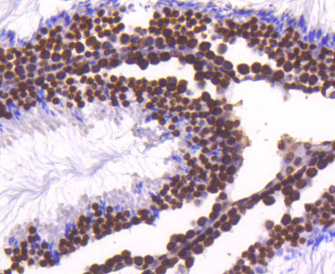 Histone H4 Rabbit mAb