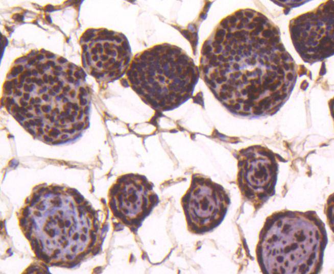 Histone H4 Rabbit mAb