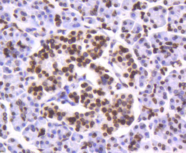 Histone H4 Rabbit mAb