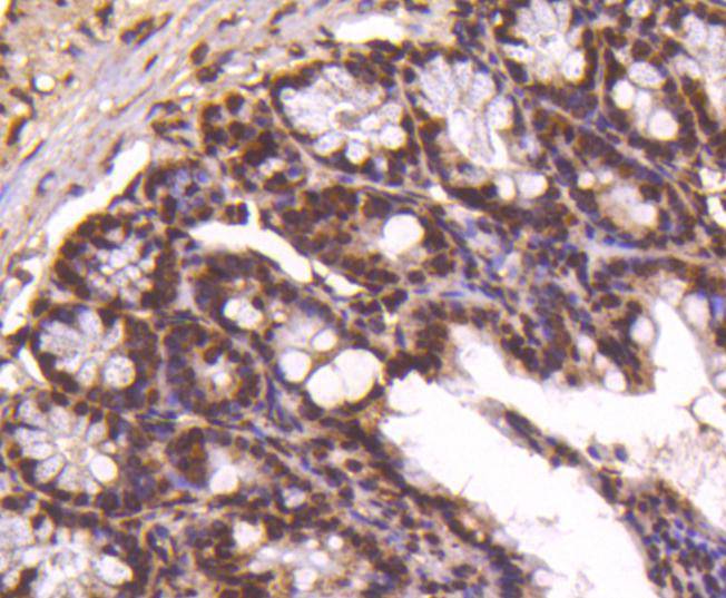 Histone H4 Rabbit mAb