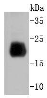 Histone H4 Rabbit mAb