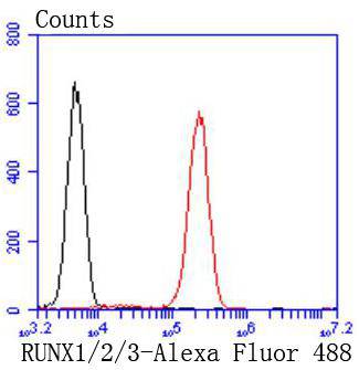 RUNX1+RUNX2+RUNX3 Rabbit mAb