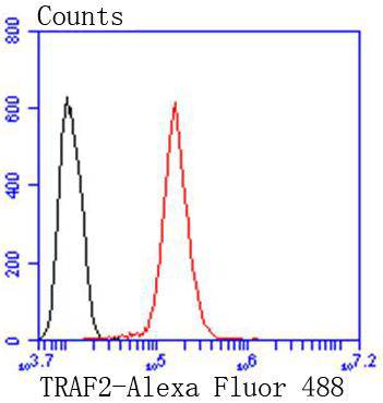 TRAF2 Rabbit mAb