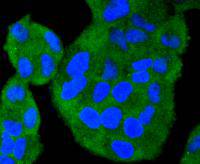 TRAF2 Rabbit mAb