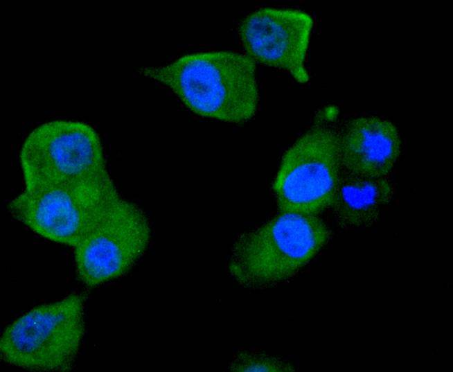 TRAF2 Rabbit mAb