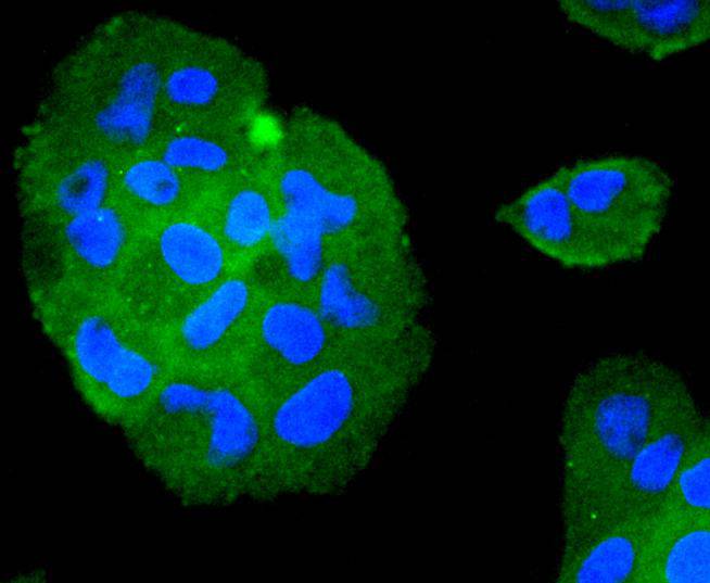 TRAF2 Rabbit mAb