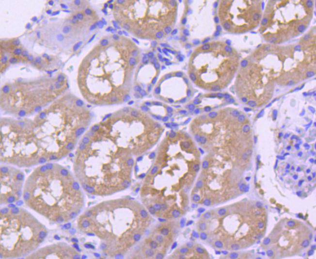 TRAF2 Rabbit mAb