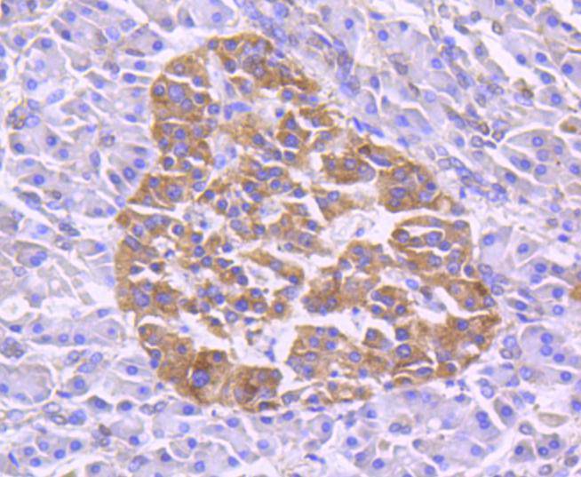 TRAF2 Rabbit mAb