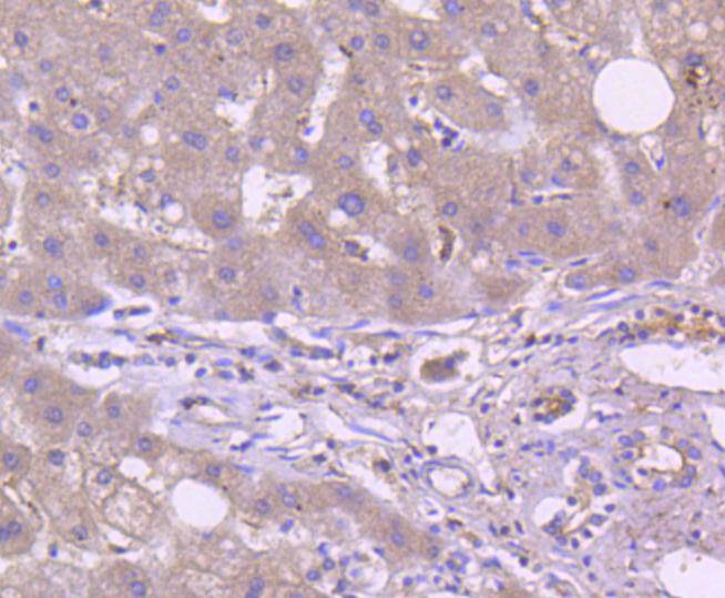 TRAF2 Rabbit mAb