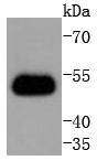 TRAF2 Rabbit mAb