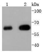 HDAC2 Rabbit mAb