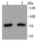 Hsp75 Rabbit mAb