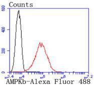 AMPK beta 1 Rabbit mAb