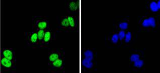 JunB Rabbit mAb