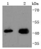 JunB Rabbit mAb