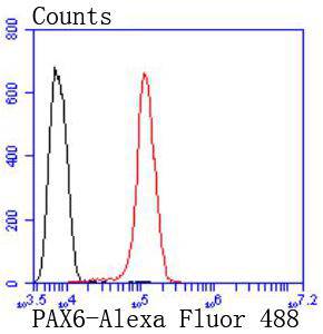 PAX6 Rabbit mAb