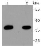 PAX9 Rabbit mAb