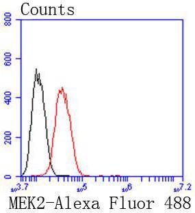 MEK2 Rabbit mAb